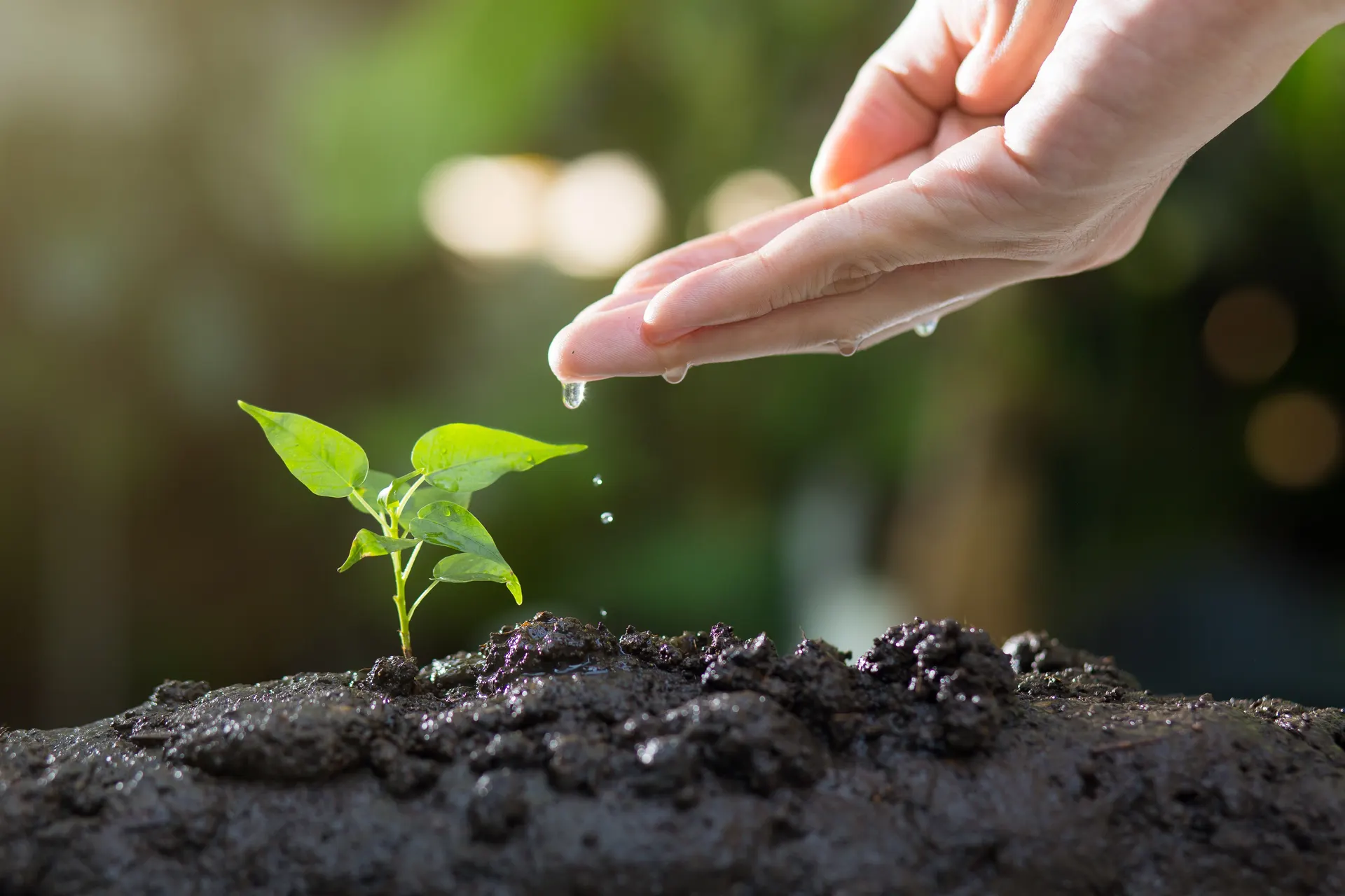 Gardening & Horticulture