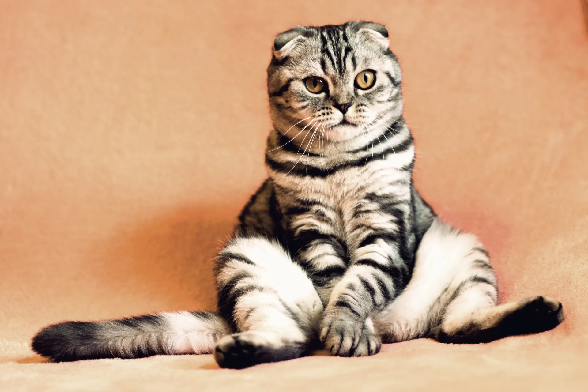 Pets & Animals